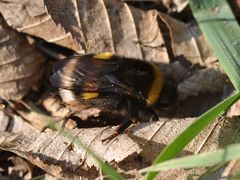 Bombus lucorum